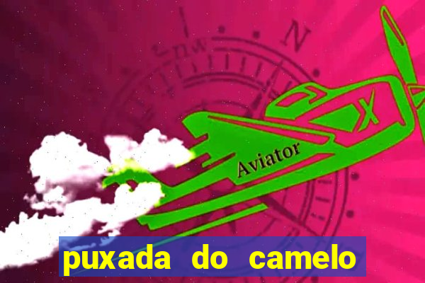 puxada do camelo no jogo do bicho